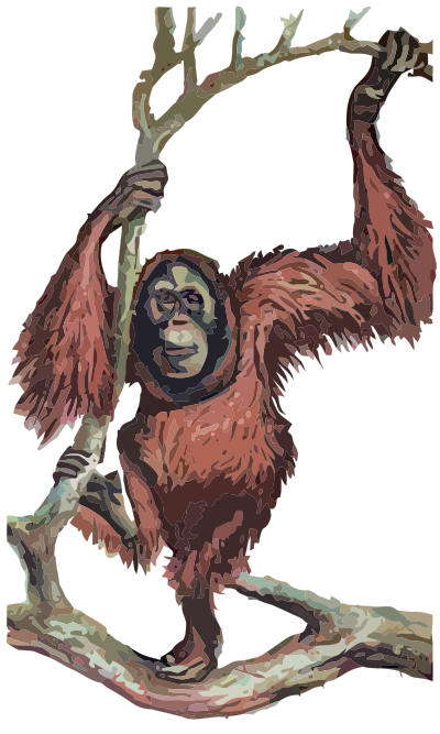 orangutans isolated