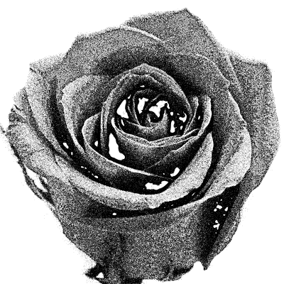 rose 4 2015042034