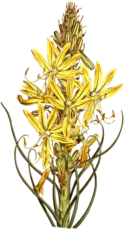 YellowAsphodel