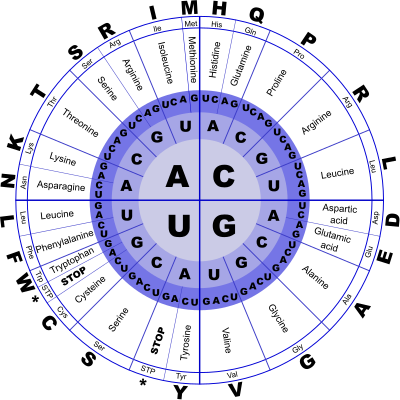 genetic code RNA