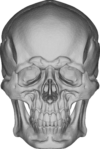 3d skull face